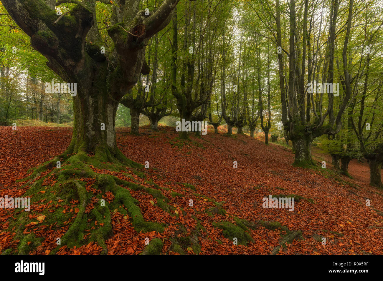 Beech tree roots in Otzarreta, Gorbea natural park Stock Photo