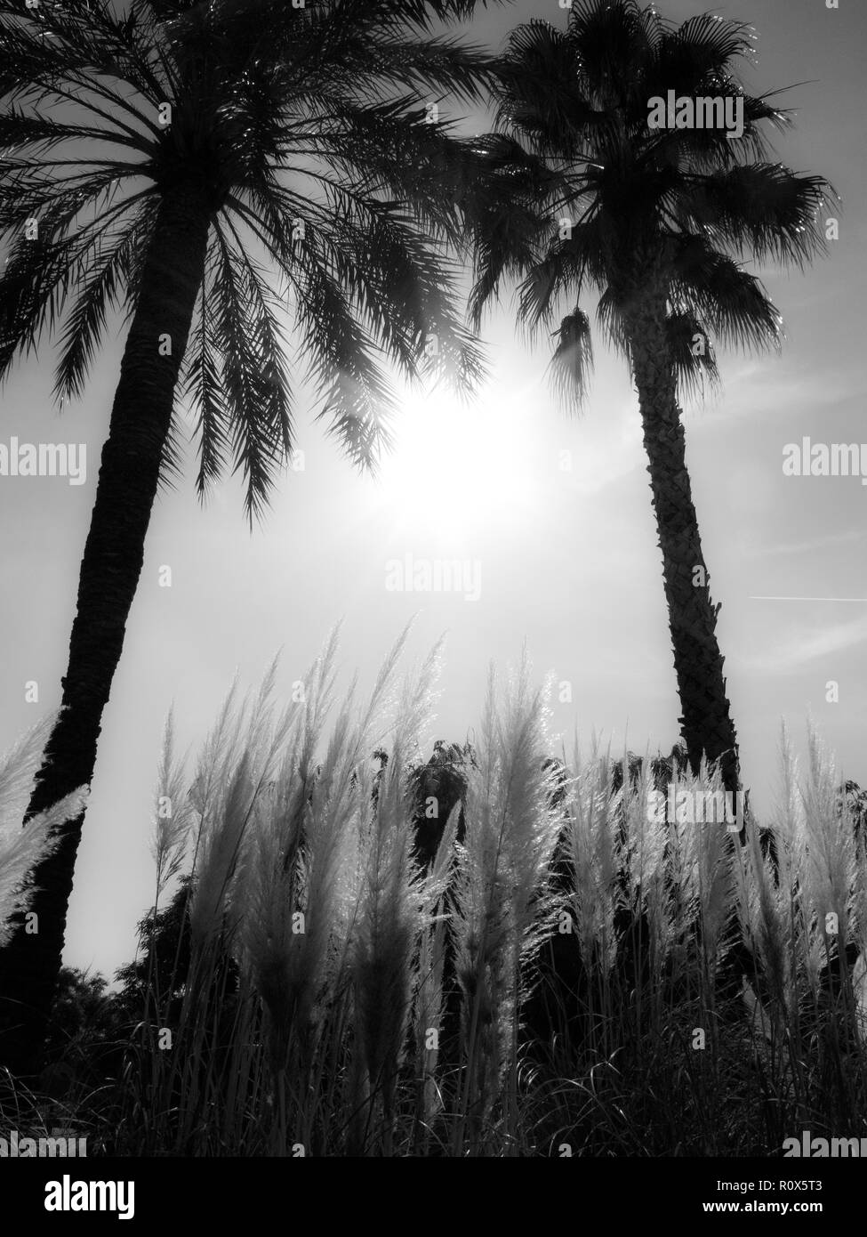 Jardines del Turia, Turia river. Valencia, Spain Stock Photo