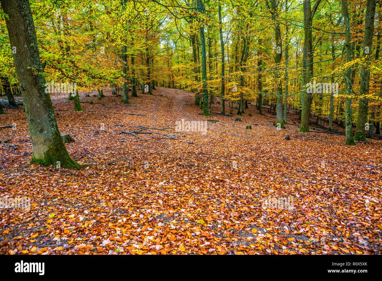 Autumn forest scene at Wildlife and Adventure Park Daun, Germany Stock Photo