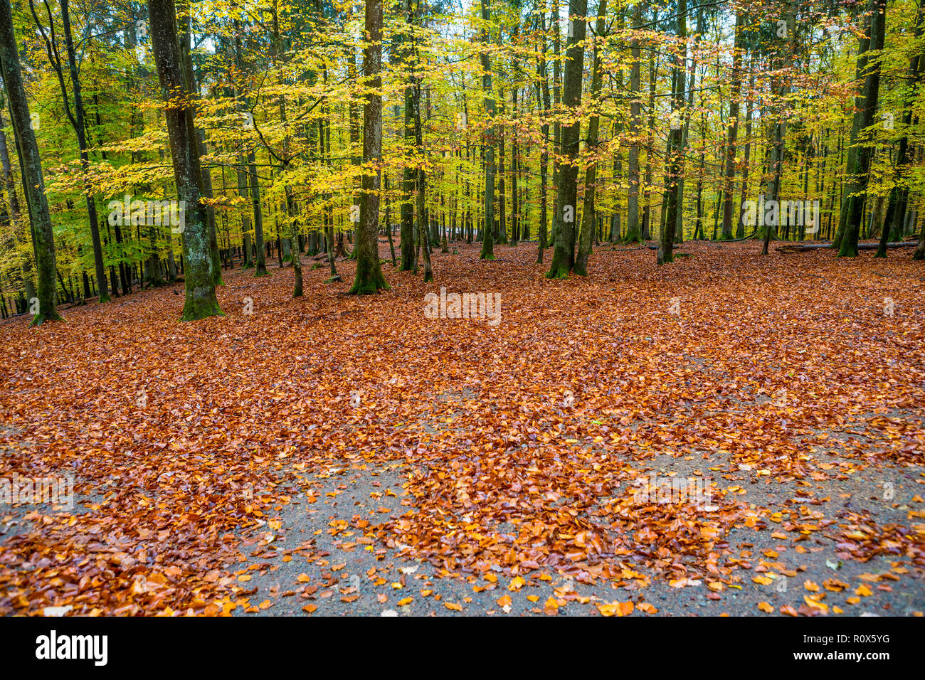 Autumn forest scene at Wildlife and Adventure Park Daun, Germany Stock Photo