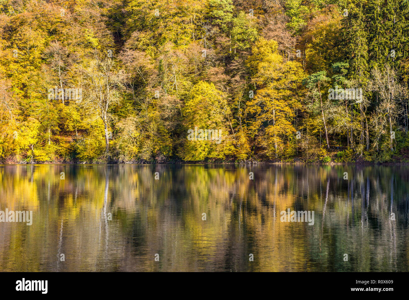 Trees in autumn and reflection in lake, Ulmen Maar, Ulmen, West Eifel Volcanic Field, Rhineland region, Germany, Europe Stock Photo