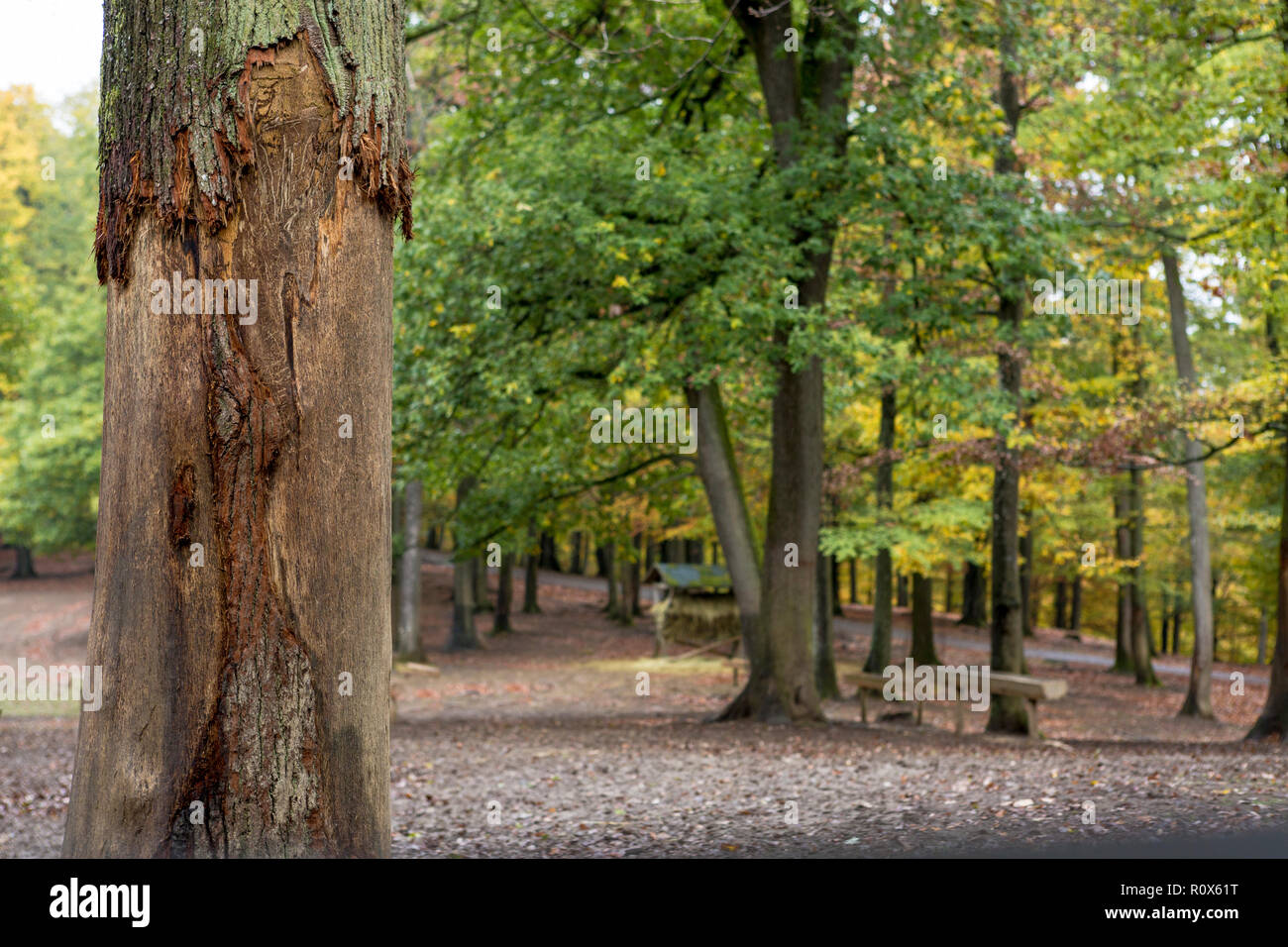 Tree bark damaged by animals at Wildlife and Adventure Park Daun, Germany Stock Photo