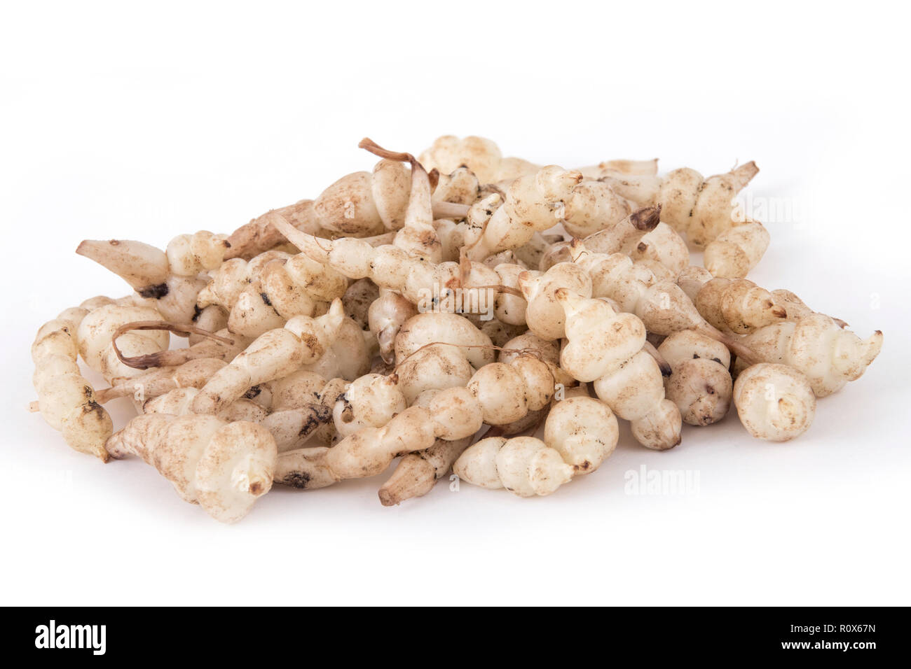 Japanese crosne Stachys affinis tubers rhizome root vegetable closeup Stock Photo