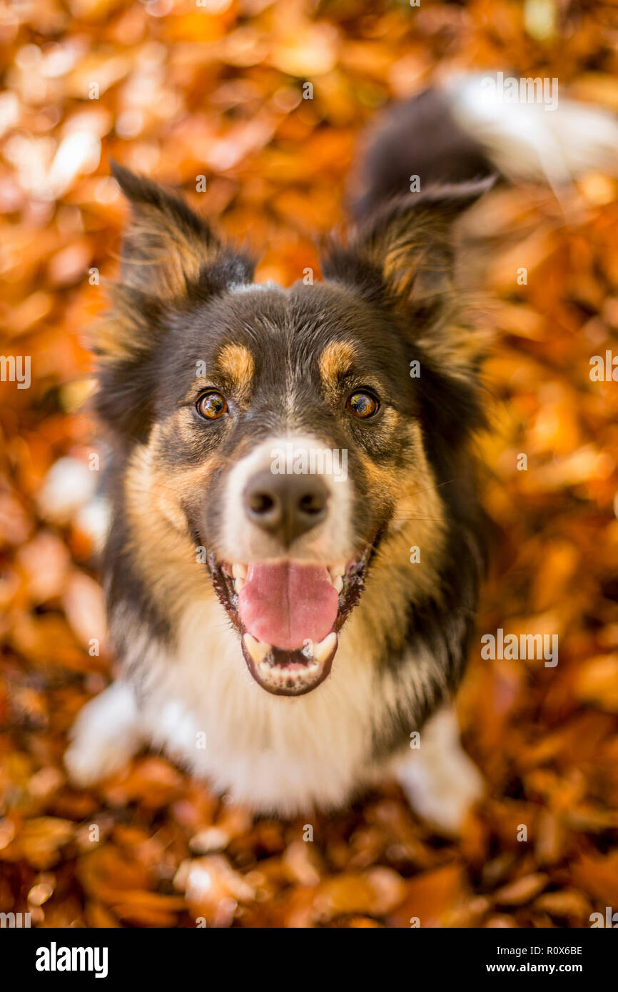 A happy tricoloured border collie sat in autumn leaves staring at the camera with a big smile and excited expression. Stock Photo