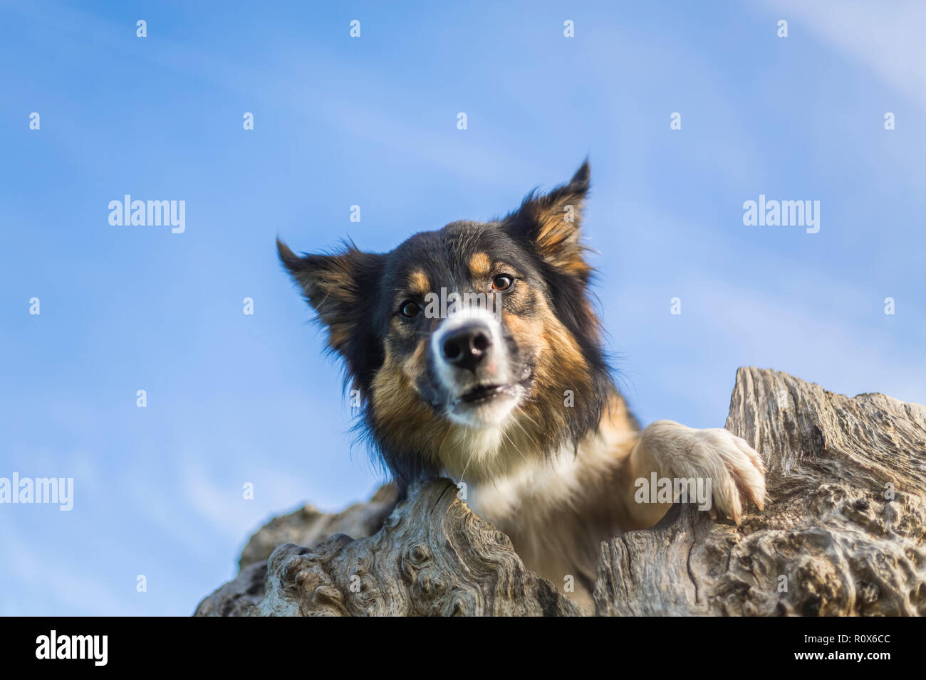 A tricoloured border collie emerging from a hollow tree trunk and looking down at the camera with a worried expression. Stock Photo