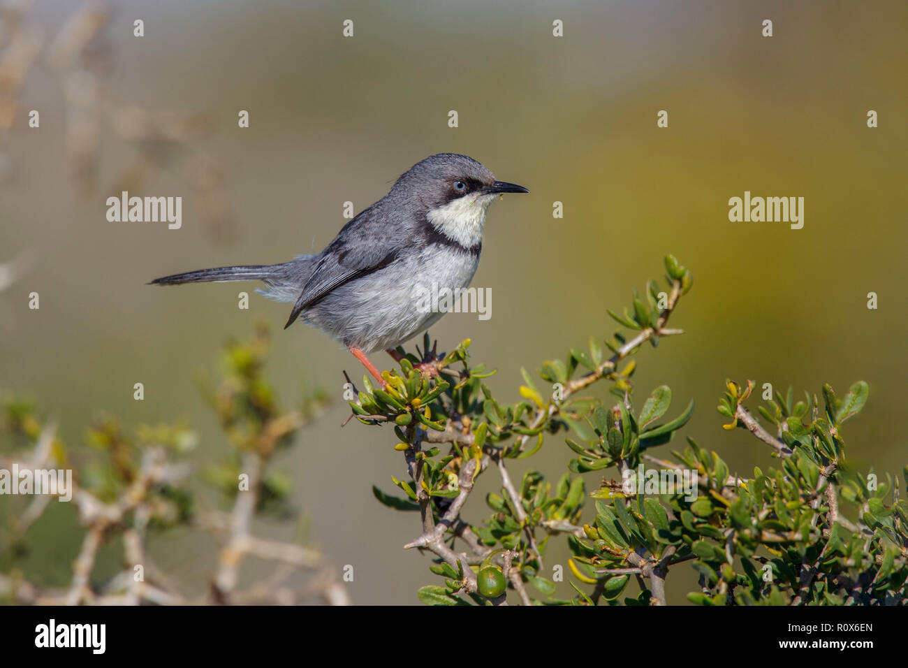 Bar-throated Apalis  Apalis thoracica West Coast National Park, South Africa 8 September 2018      Adult, Eastern form      Cisticolidae Stock Photo