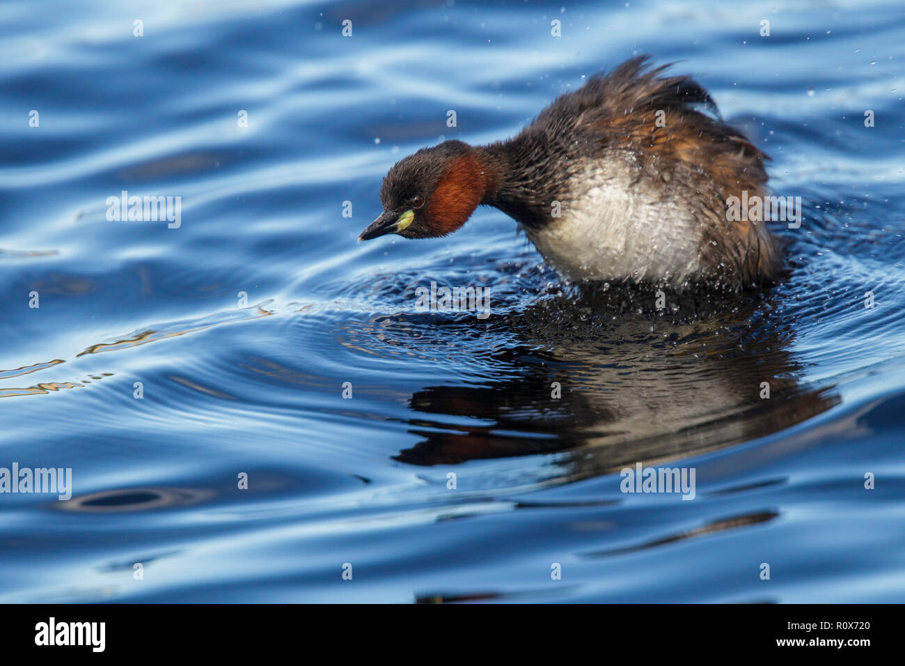 Little Grebe  Tachybaptus ruficollis capensis near Darling, Western Cape District, South Africa 8 September 2018    Adult shaking.        Podicipedida Stock Photo