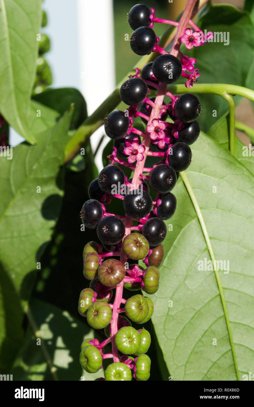 American Pokeweed (Phytolacca acinos) is common in South-west France.Its berries are very attractive but are poisonous. Stock Photo