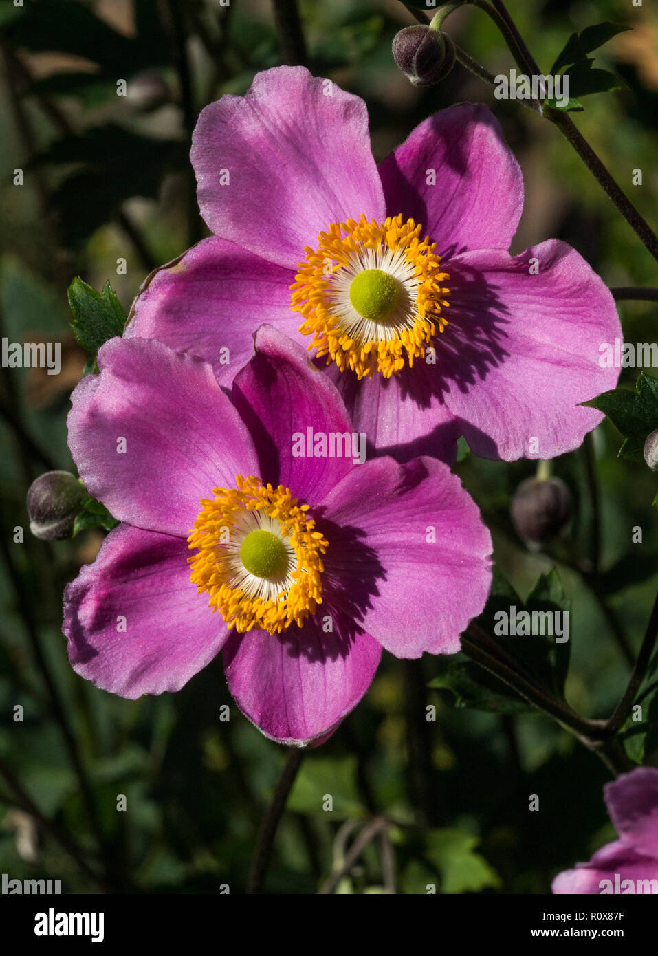 Two flowers of the hundreds produced by my Anemone huphensis var.September Charm. Stock Photo