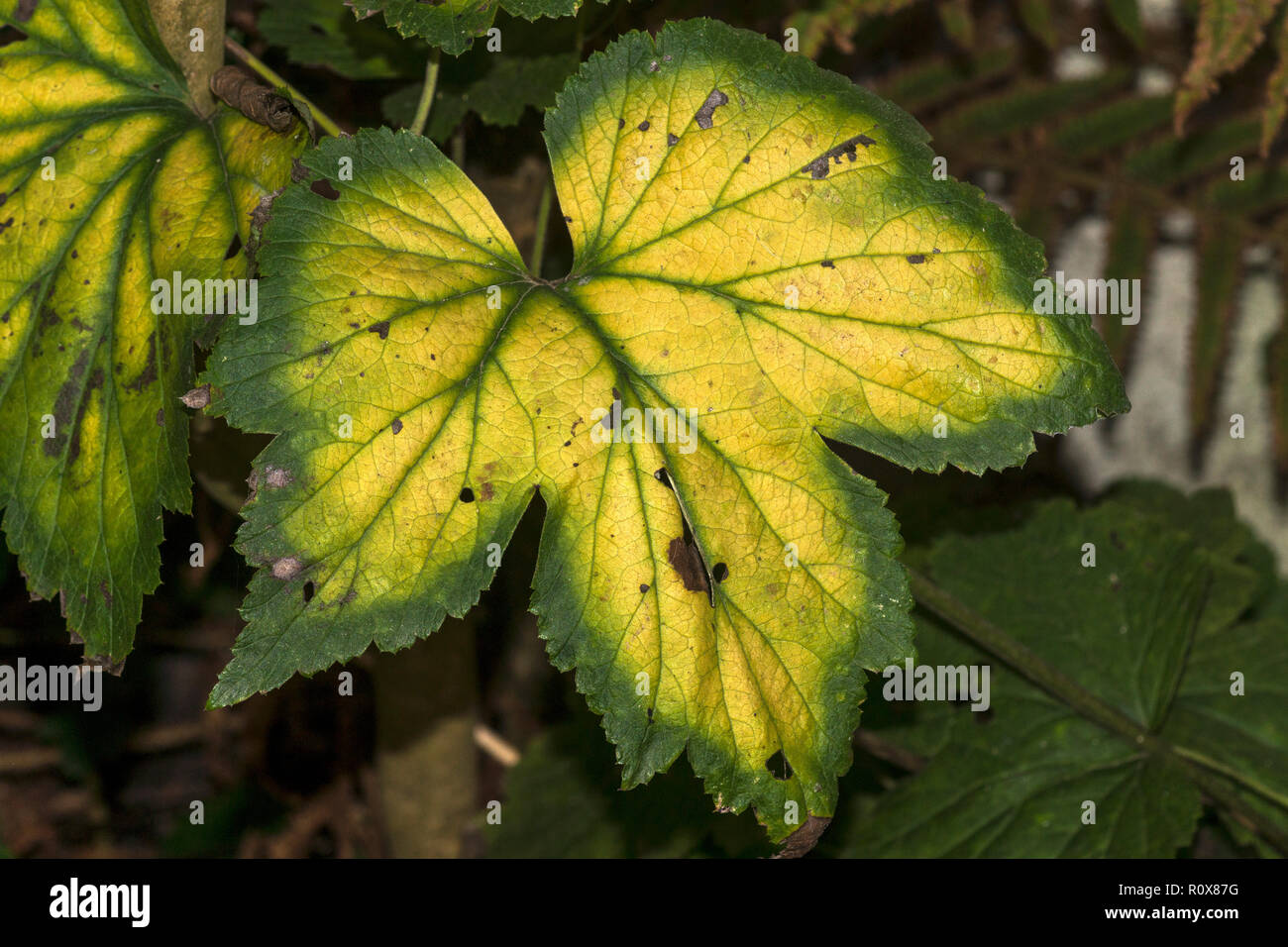 Anemone x hybrida. Leaf affected by a shortage of magnesium in the soil. Stock Photo