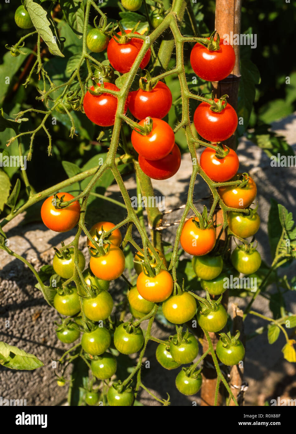 Tomato (Lycopersicon lycopersicum).These cherry tomatoes grow well and produce numerous small sweet  fruits. Stock Photo