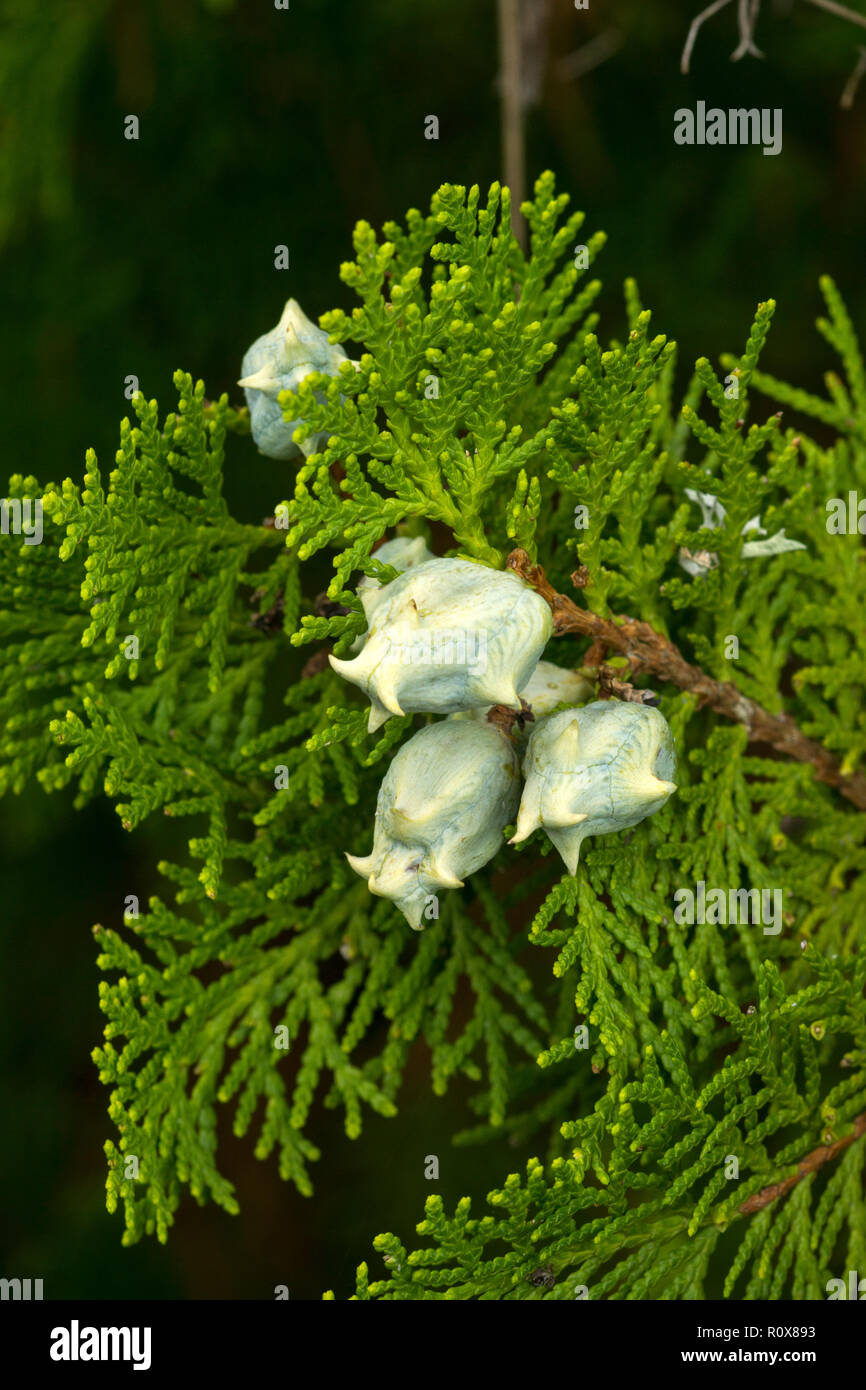 The Chinese thuja (Platycladus orientalis) has very striking immature cones.Blueish white at first, they turn brown when ripe. Stock Photo