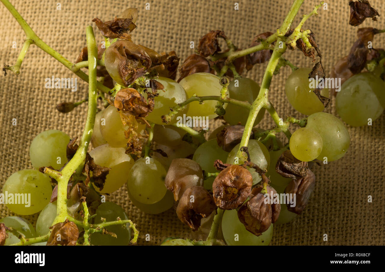 Green grapes. Variety Semillon. Damaged by feeding Bees,Flies,and Hornets:including the Asiatic Hornet.Also with some help from the Blackbirds. Stock Photo
