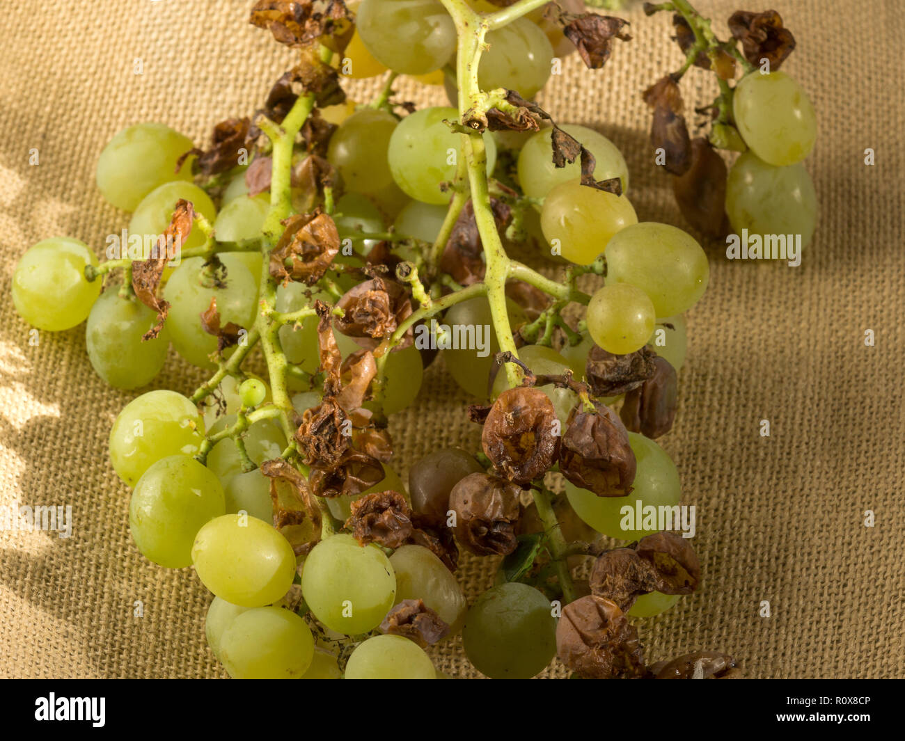 Green grapes. Variety Semillon. Damaged by feeding Bees,Flies,and Hornets:including the Asiatic Hornet.Also with some help from the Blackbirds. Stock Photo