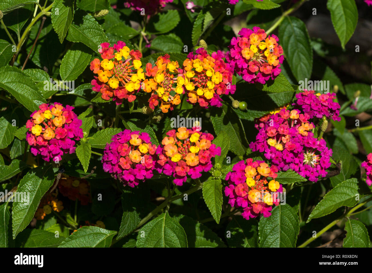 The shrub Lantana (Lantana camara cv.'Tangarine')  is an excellent border plant but it can not stand any frost.South-west France. Stock Photo
