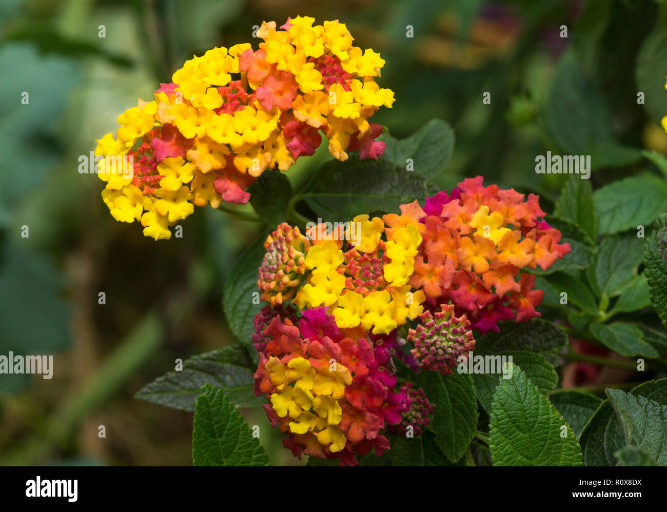The shrub Lantana (Lantana camara cv.'Tangarine')  is an excellent border plant but it can not stand any frost. Stock Photo