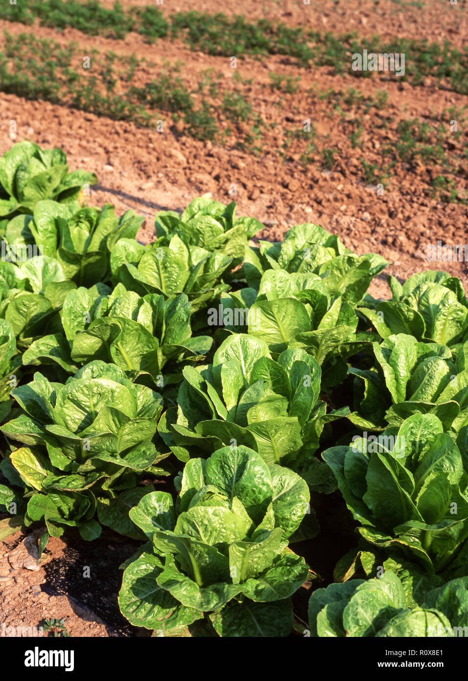 Lettuce var golden yellow hires stock photography and images Alamy