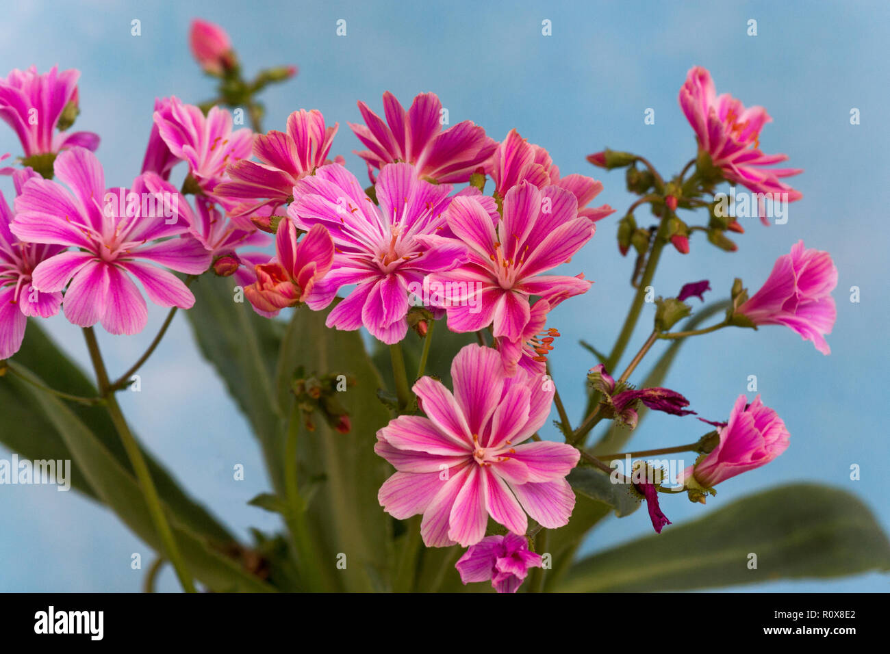 The Lewisia (Lewisia 'Cotyledon Hybrids'). It will grow in sun of semi-shade.Photo in South-west France. Stock Photo