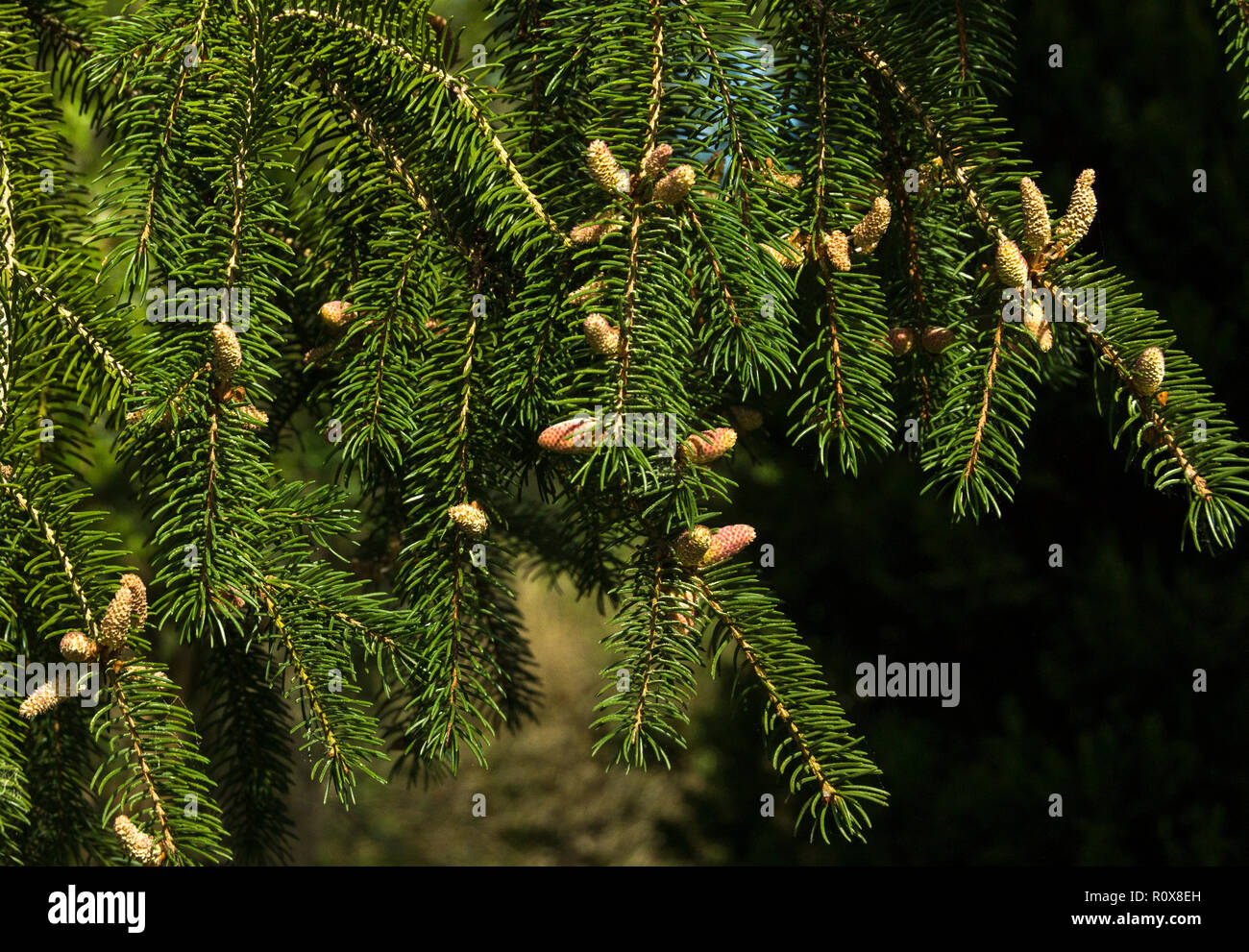 Norway Spruce (Picea abies) in early spring.The male flowers are yellow,the female flowers are pink.South-west France. Stock Photo