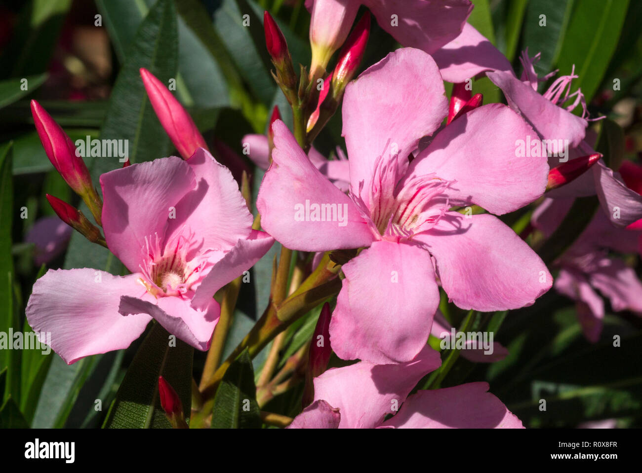 The Oleander (Nerium oleander) is a poisonous shrub that produces