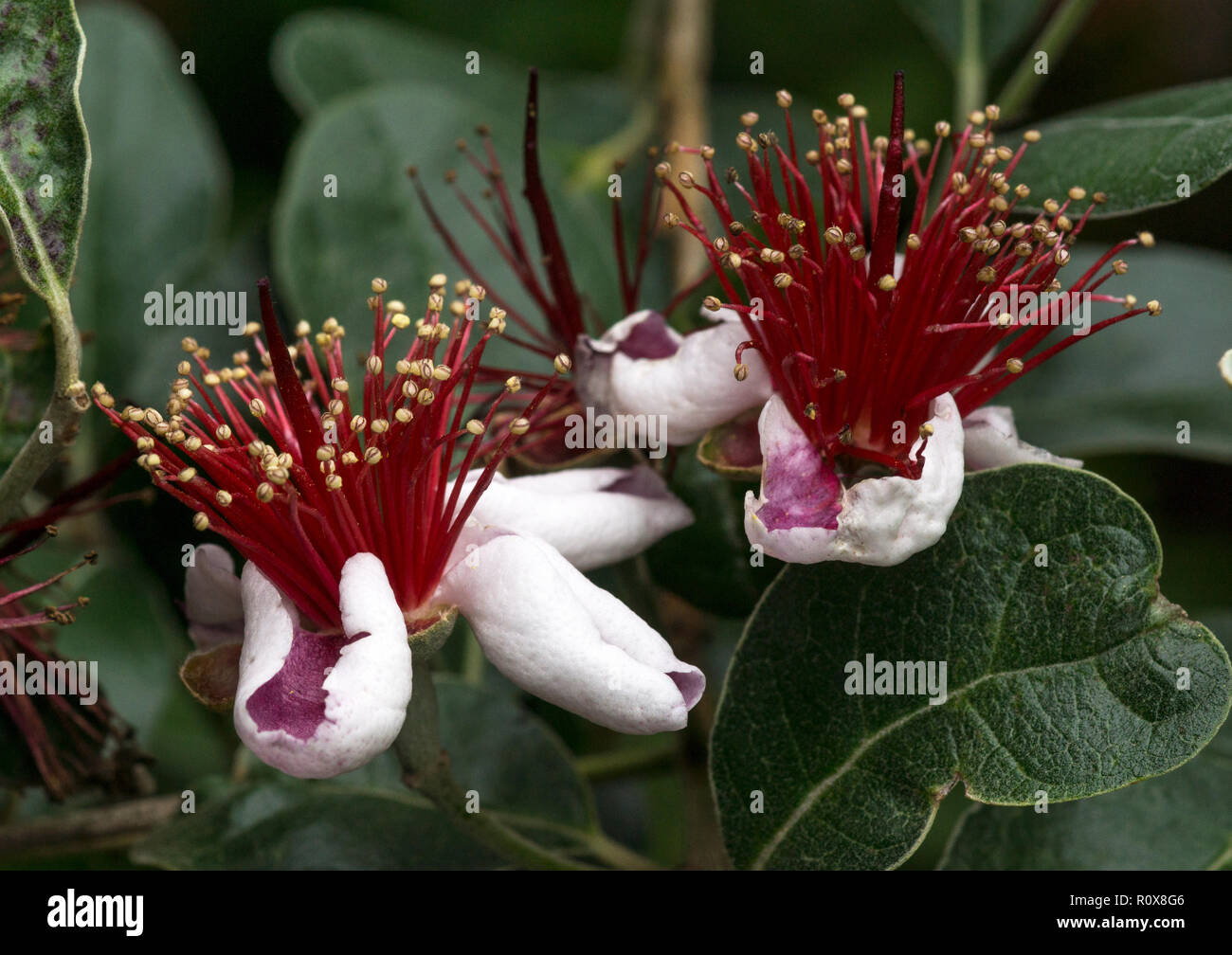The Pineapple Guava (Feijoa sellowiana) is a shrub/tree native to Australia & New Zealand.My plant flowers but as yet has never produced fruit. Stock Photo
