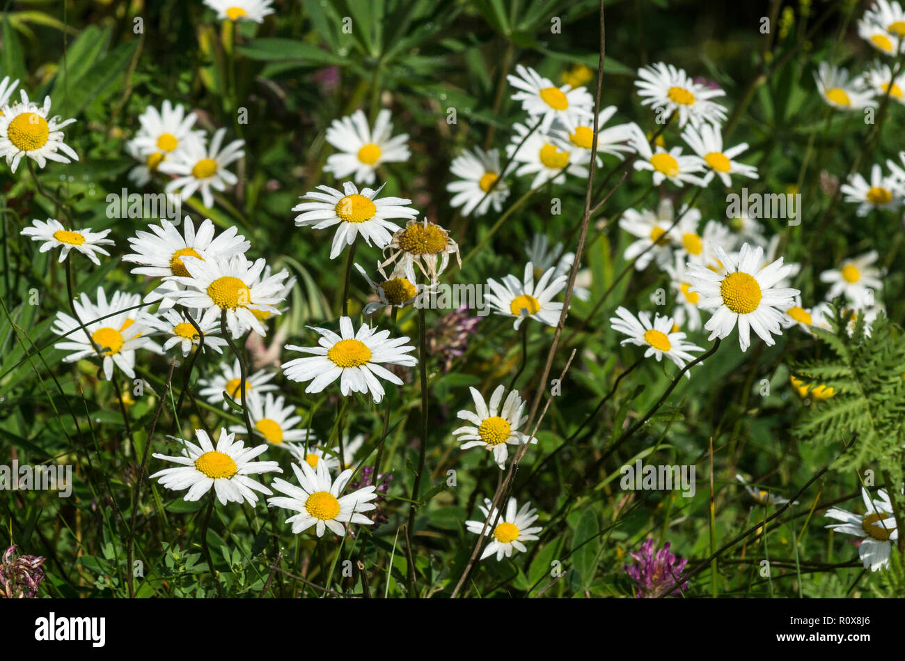 The Shasta Daisy (Chrysanthemum maximum) is a perennial species that originated in the Pyrenees. Stock Photo