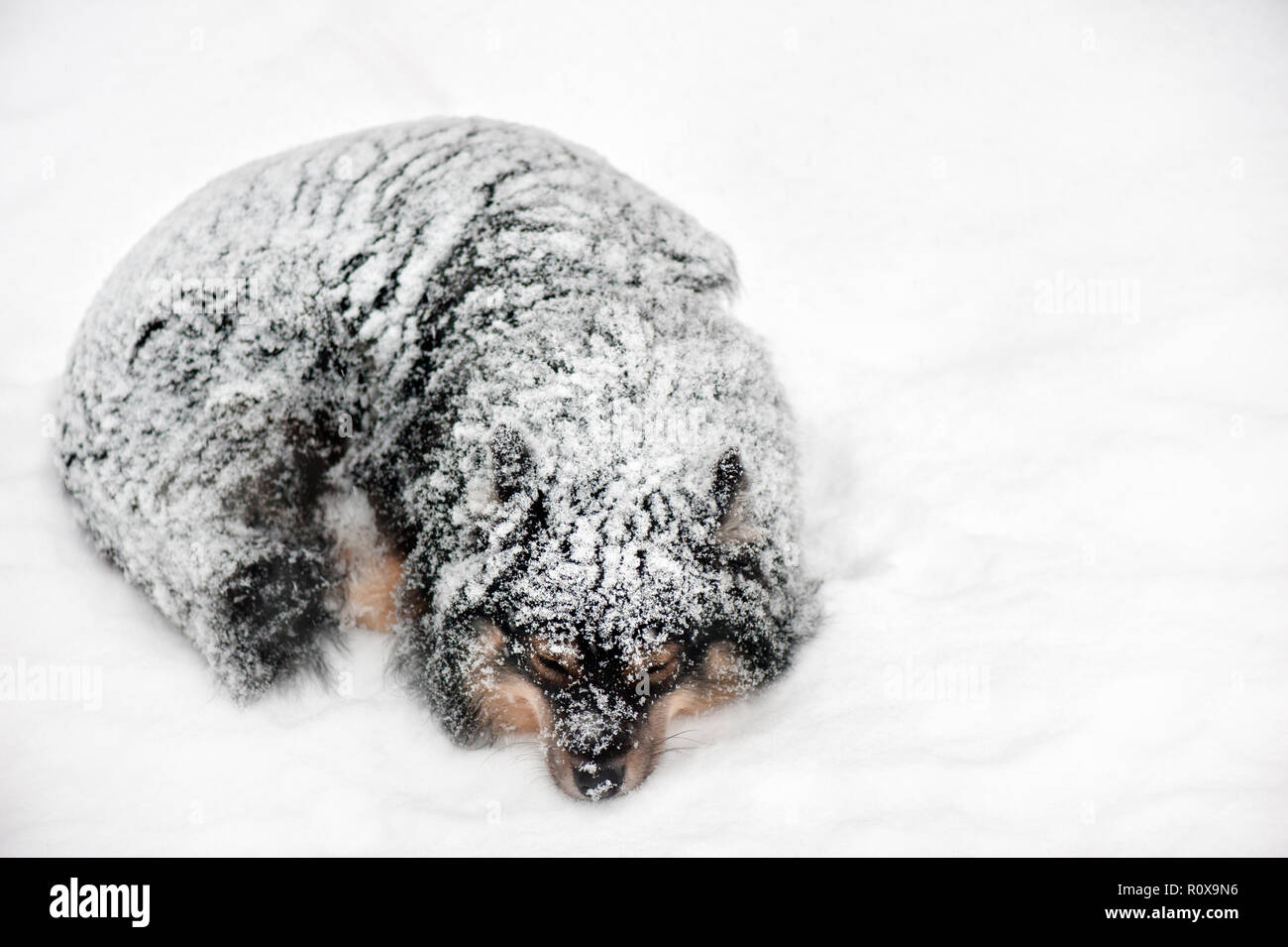 Finnish Lapphund sleeping in snowfall Stock Photo