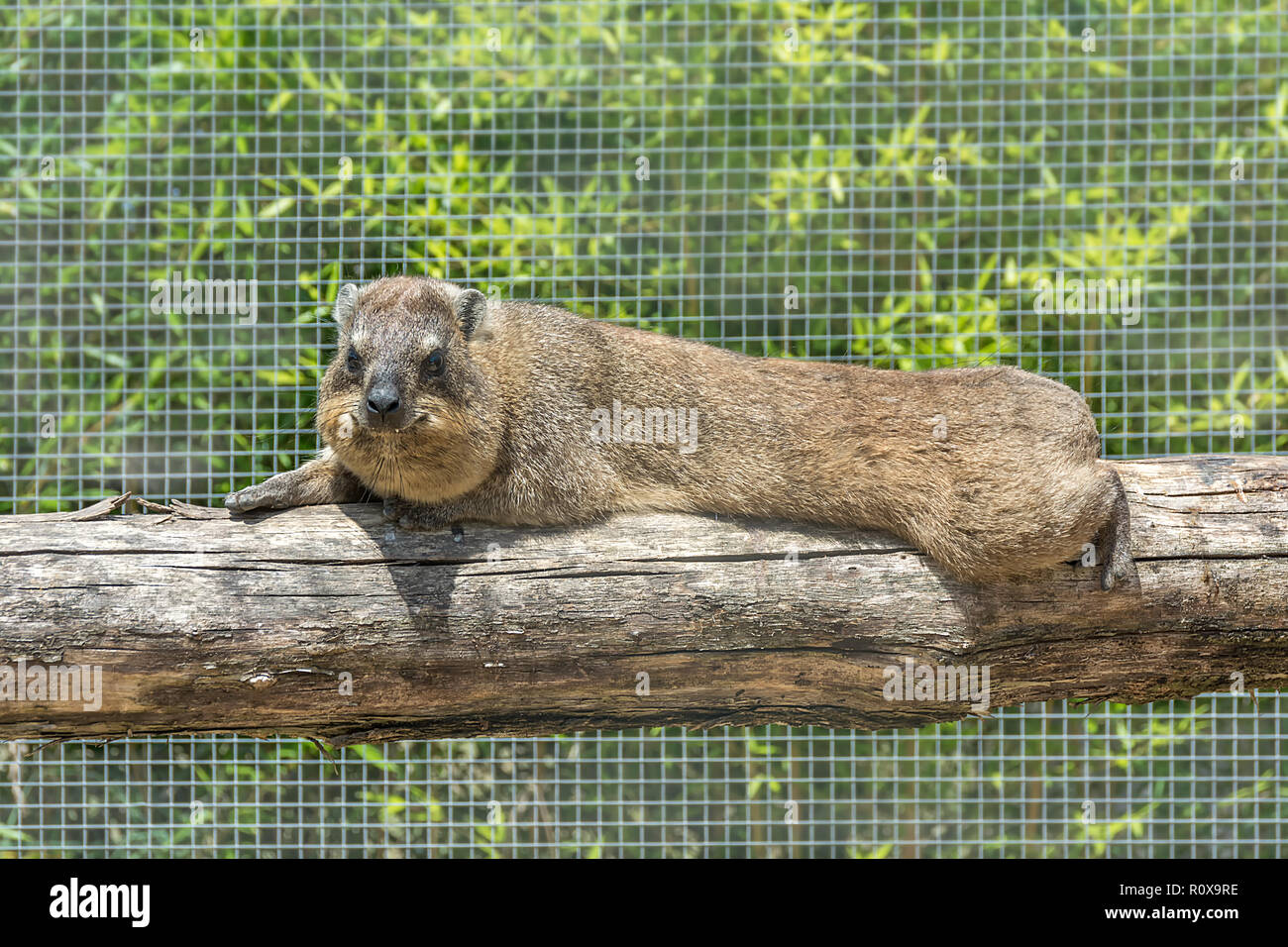 The rock hyrax Procavia capensis, also called rock badger, rock rabbit, and Cape hyrax lies on a log Stock Photo