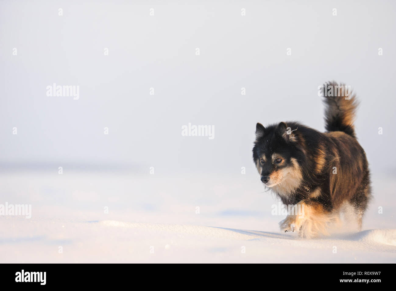 Finnish Lapphund in snowy winter landscape. Stock Photo