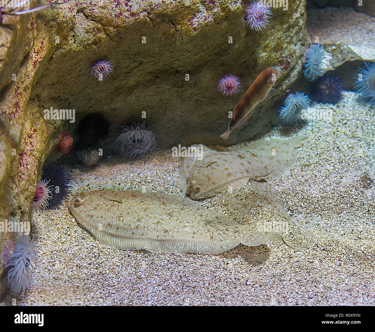Three flat sole fishes Common Sole Solea solea burying in sand on sea bottom. Protective camouflage Stock Photo