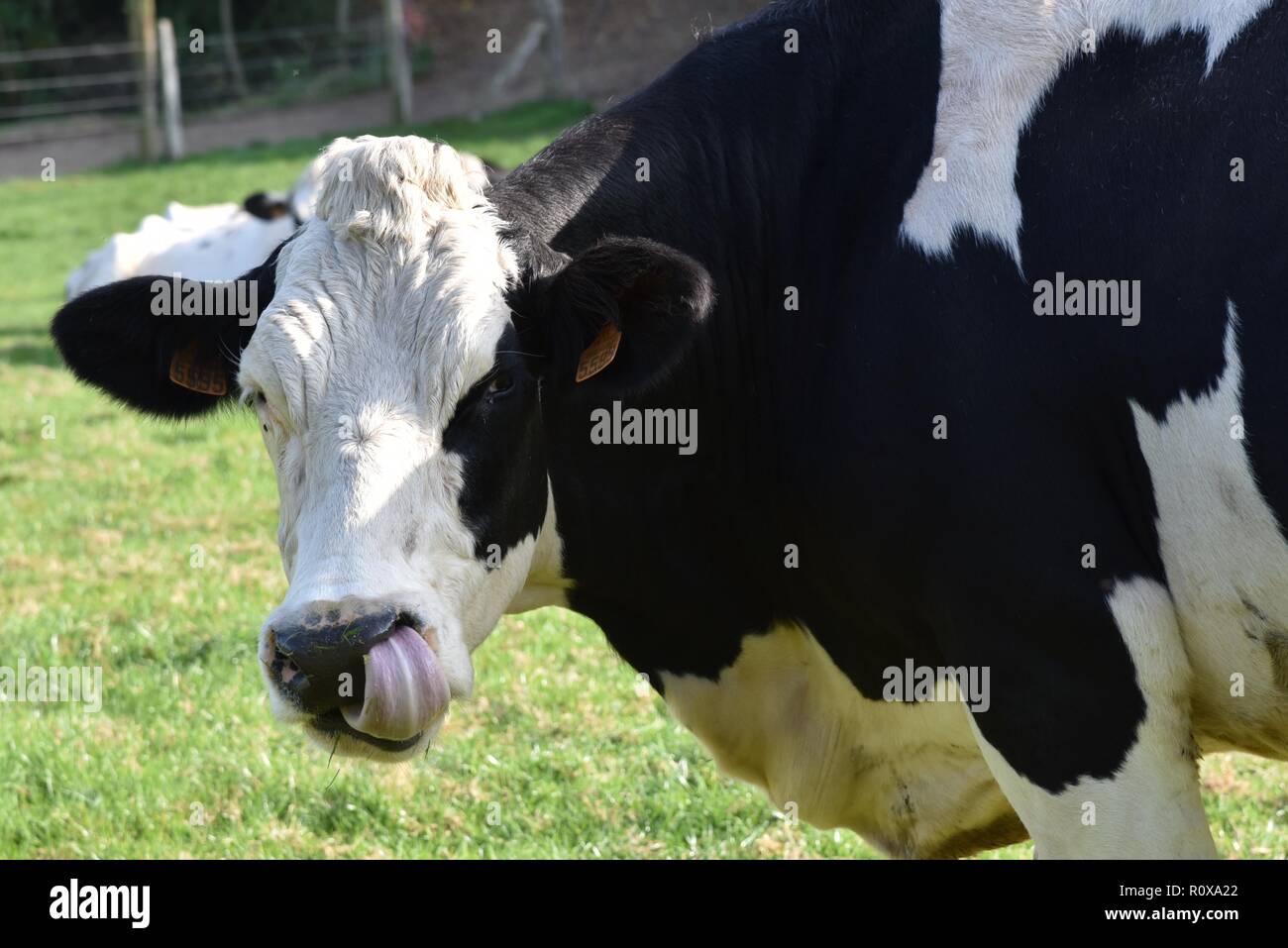 Dairy cows: Holstein Friesian cattle grazing in a sunny French field ...