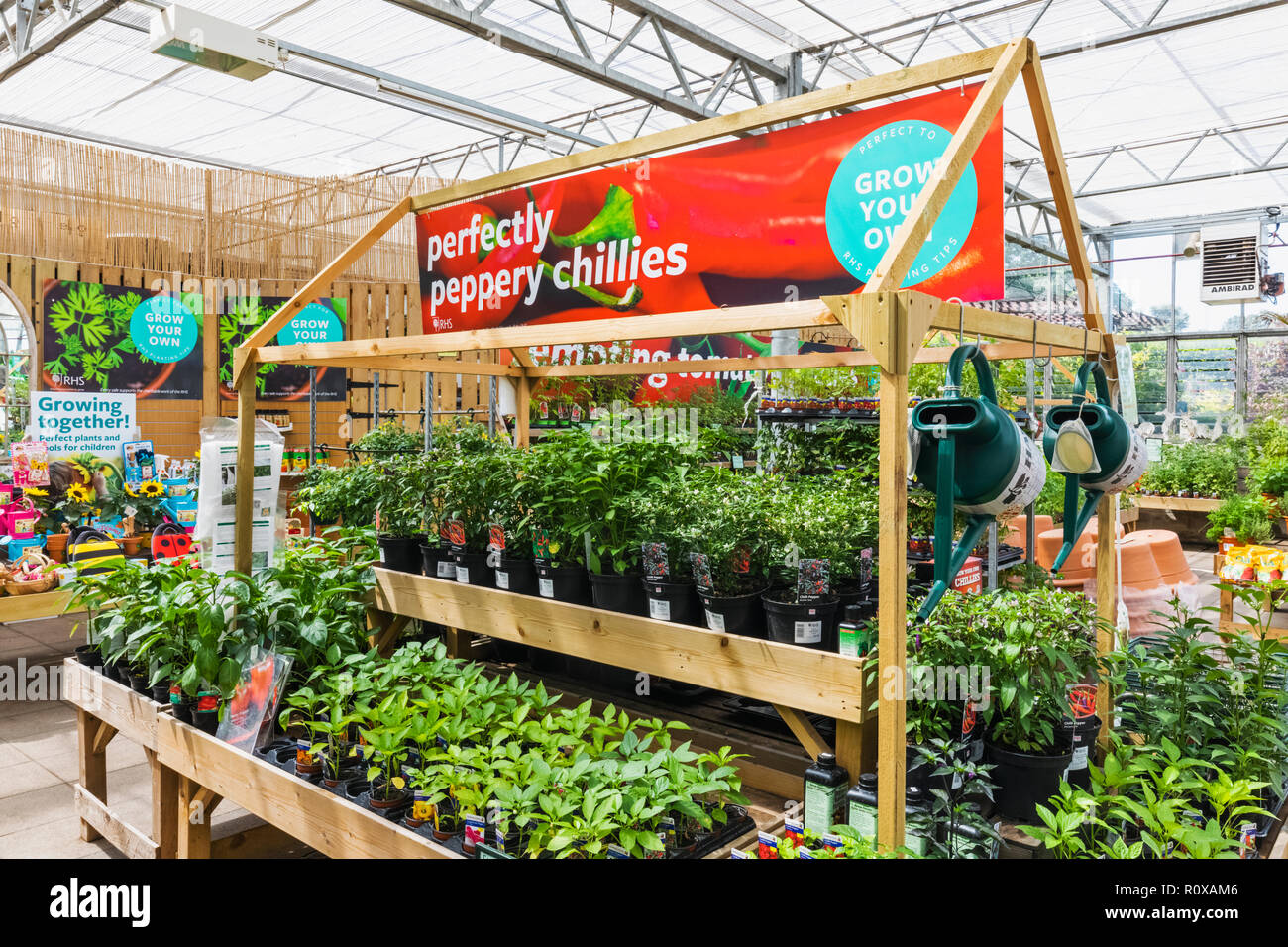 England, Surrey, Guildford, Wisley, The Royal Horticultural Society Garden, Plant Centre, Chillie Plants for Sale Stock Photo