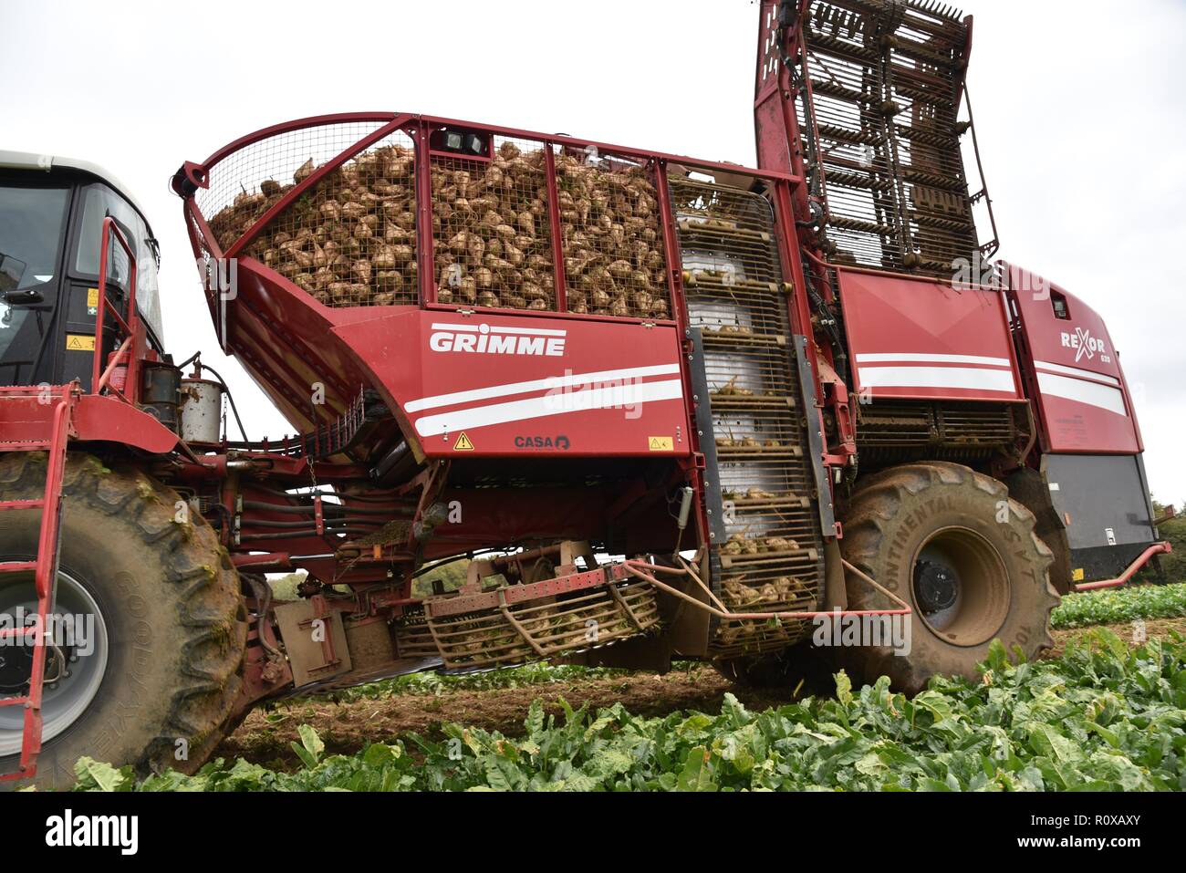 Sugar Beet (Beta vulgaris) harvesting and transportation of sugar beet