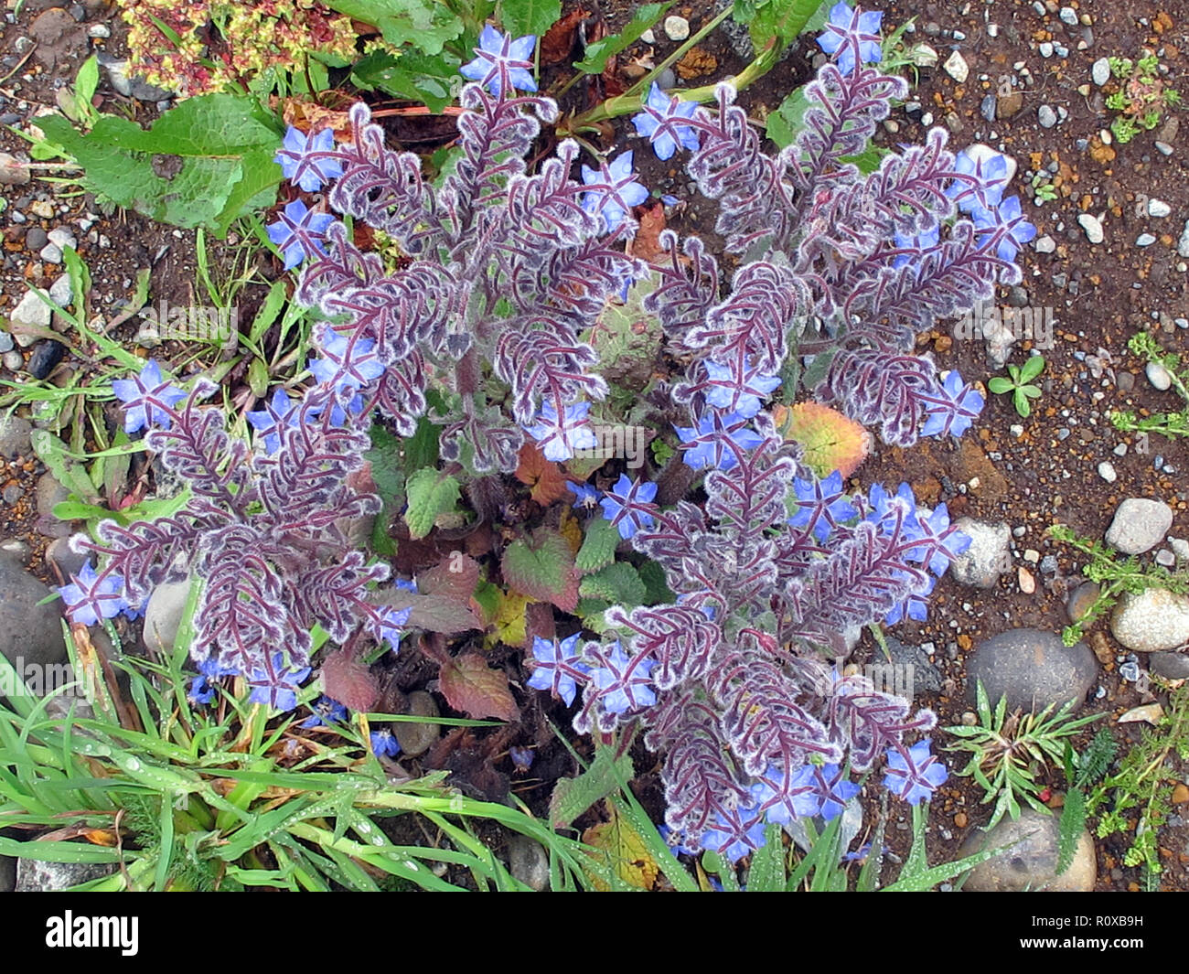 flower of the borage plant Stock Photo