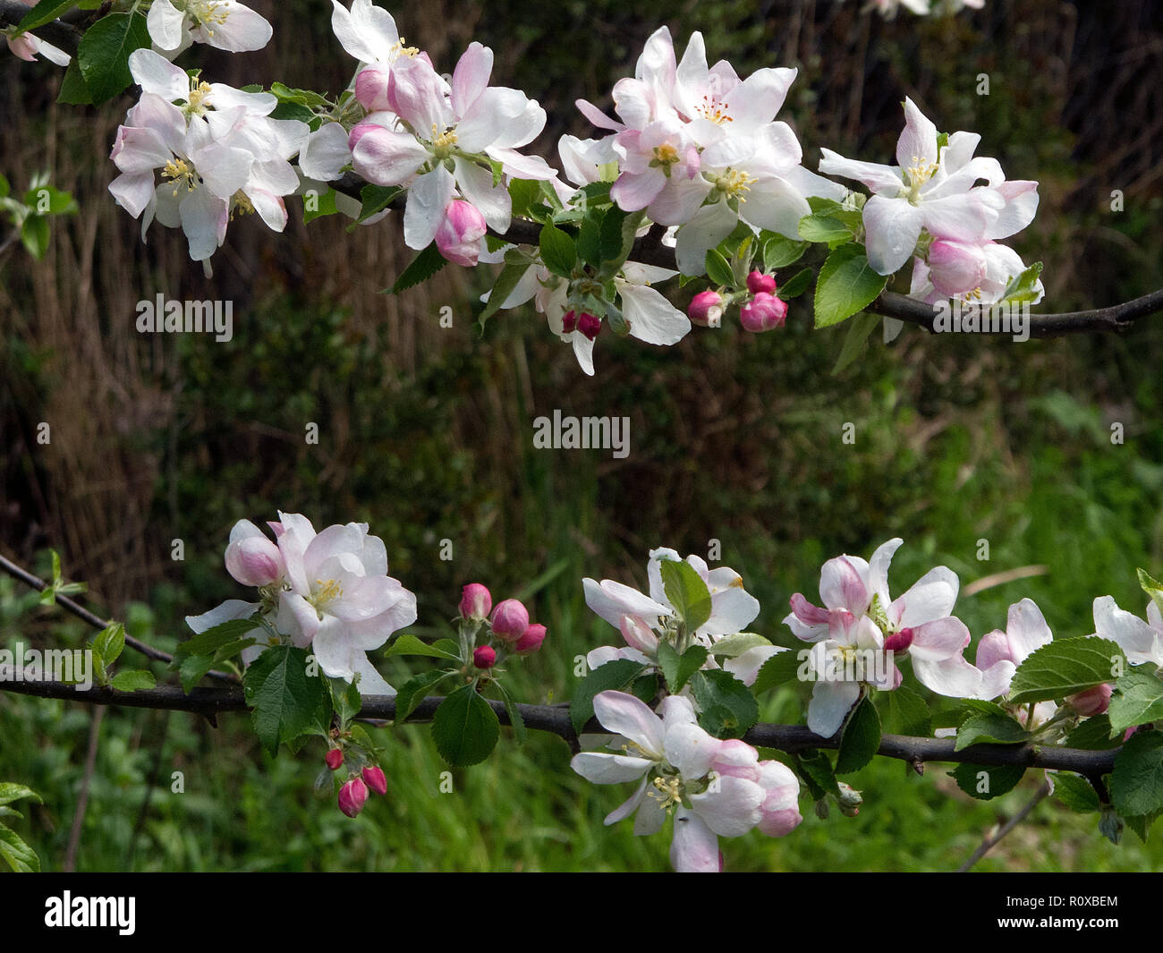 Wild apple tree buds hi-res stock photography and images - Alamy