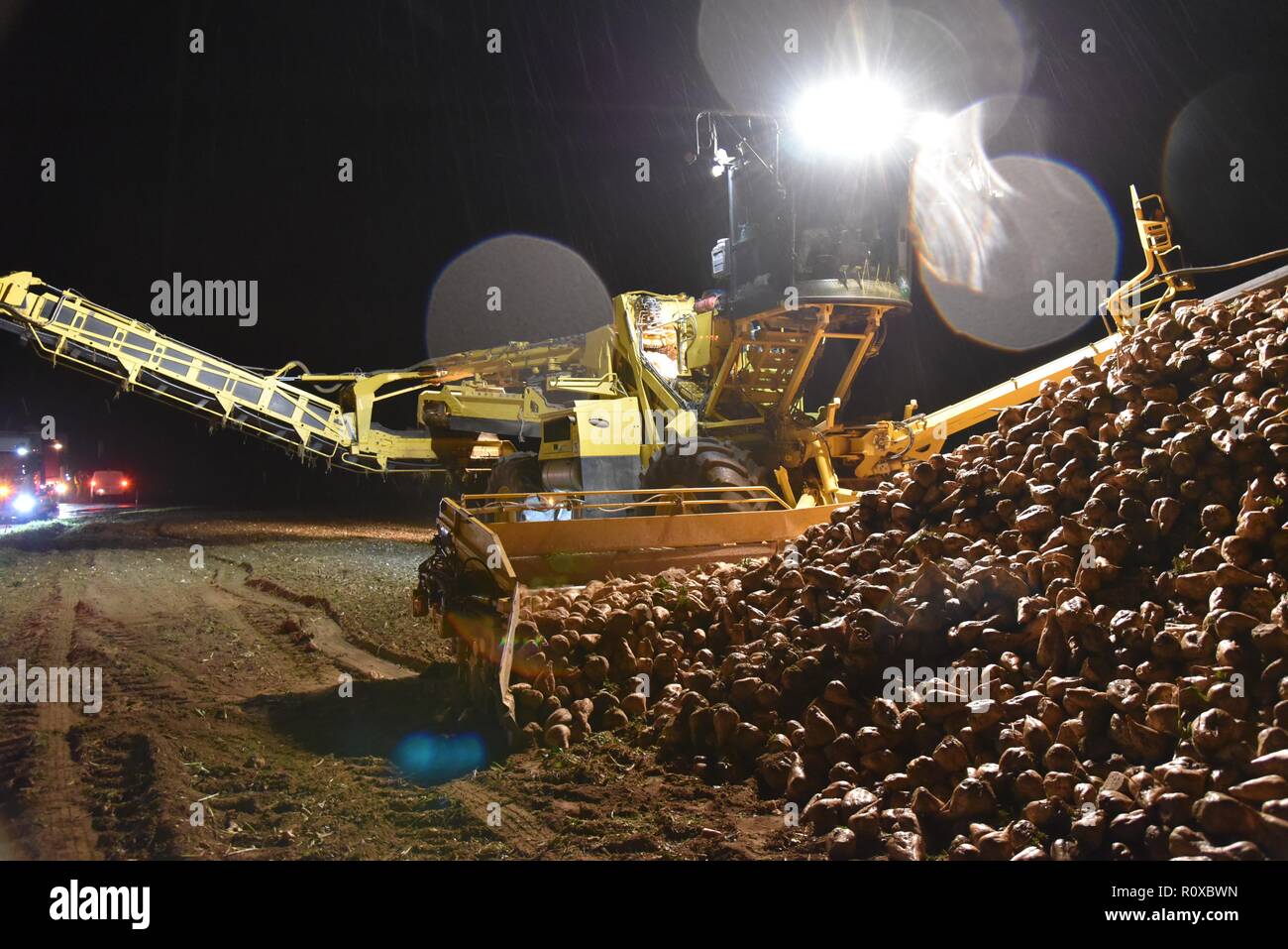 Sugar Beet (Beta vulgaris) harvesting and transportation of sugar beet