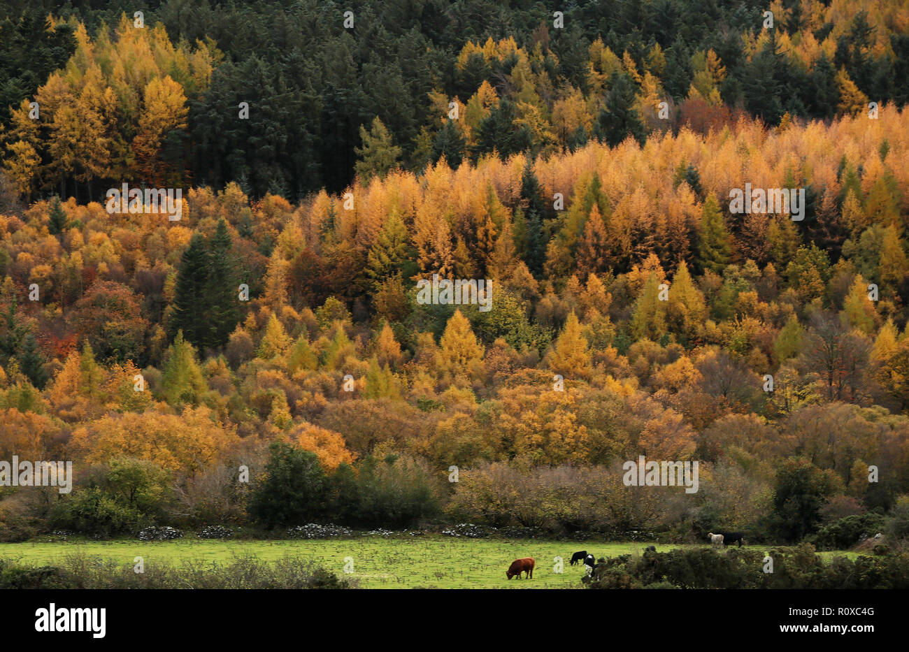 Cattle graze in a field on the edge of Tollymore Forest park in Bryansford, Co. Down. Stock Photo