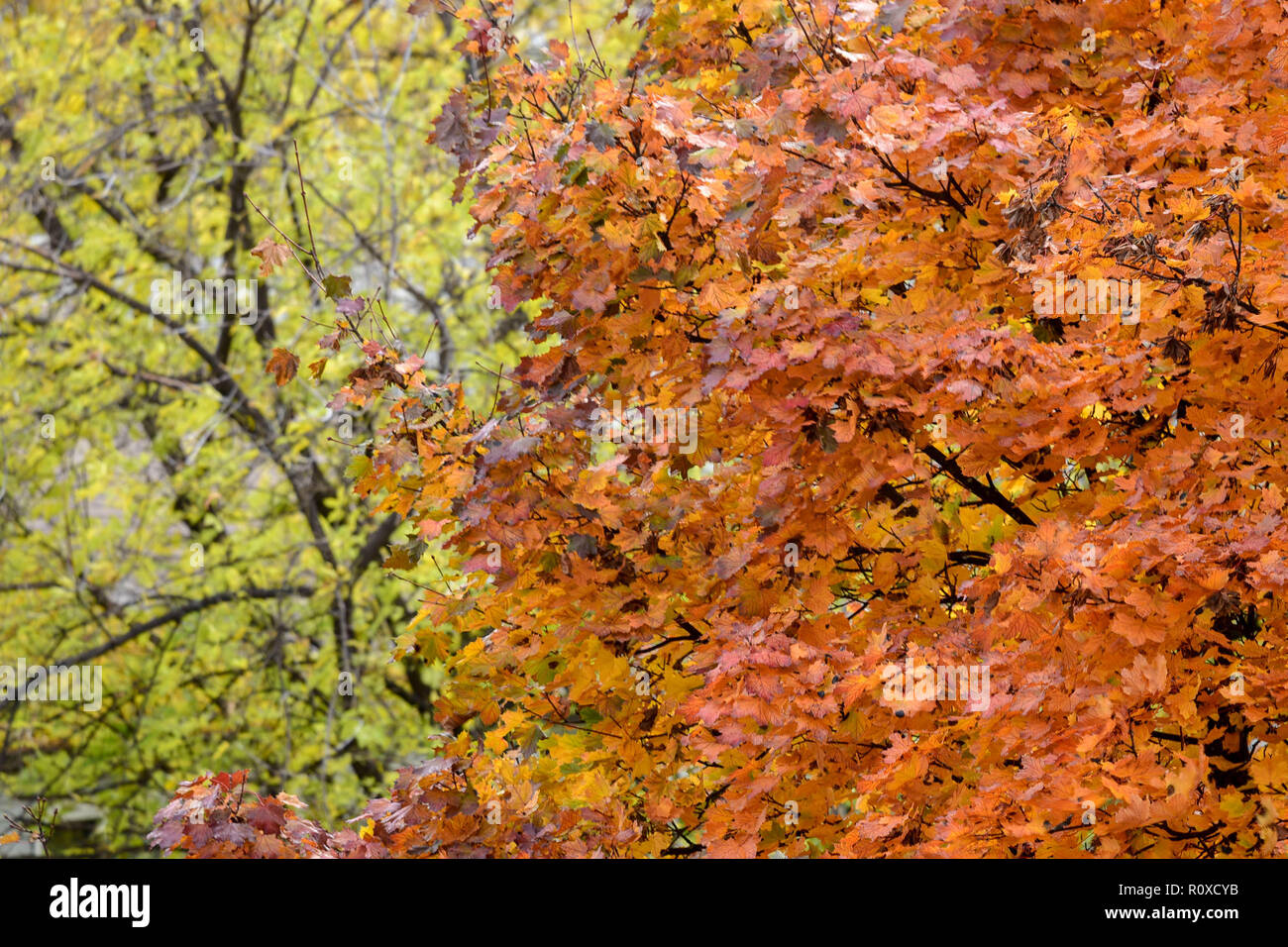During the Autumn Equinox the leaves change colors Stock Photo
