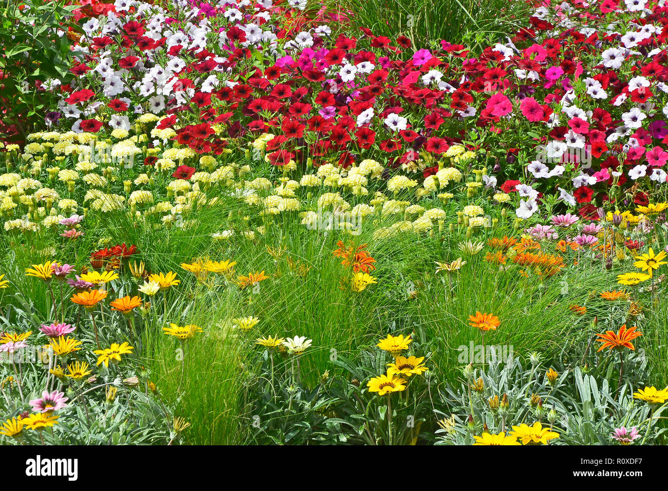 Colourful flower border with a display of mixed Petunias and Gazania ...