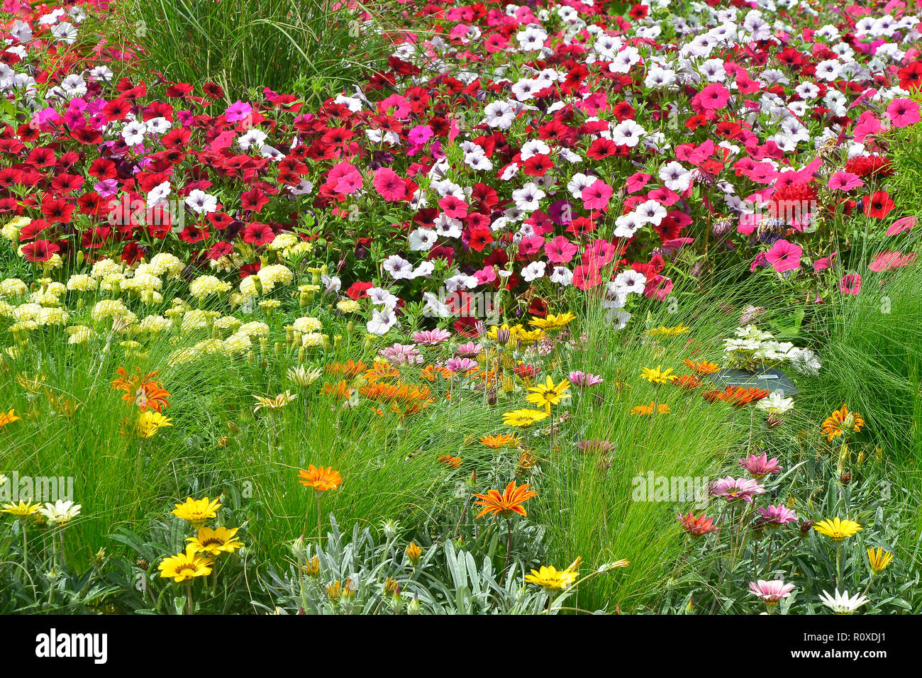 Colourful flower border with a display of mixed Petunias and Gazania ...