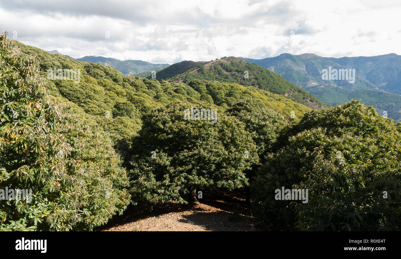 Sweet chestnuts forest covering mountains, Valle de Genal, andalucia, Spain. Stock Photo