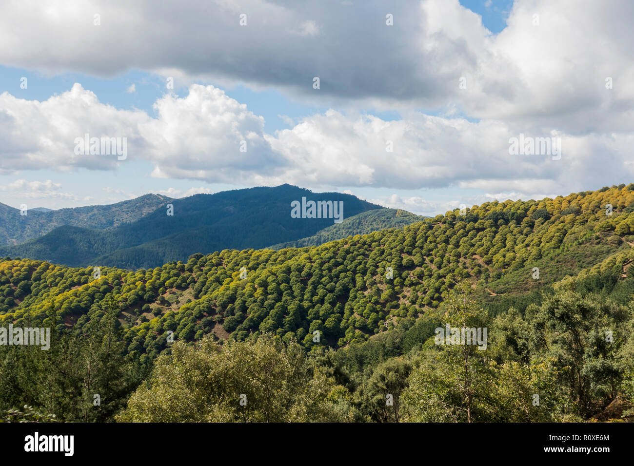 Sweet chestnuts forest covering mountains, Valle de Genal, andalucia, Spain. Stock Photo