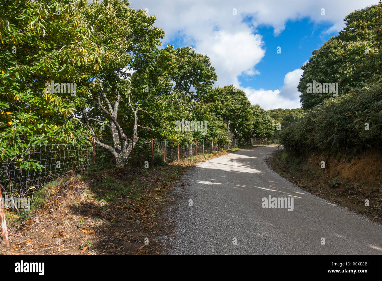 Road through Sweet chestnut forest, chestnut trees, Valle de Genal, Andalusia, Spain. Stock Photo