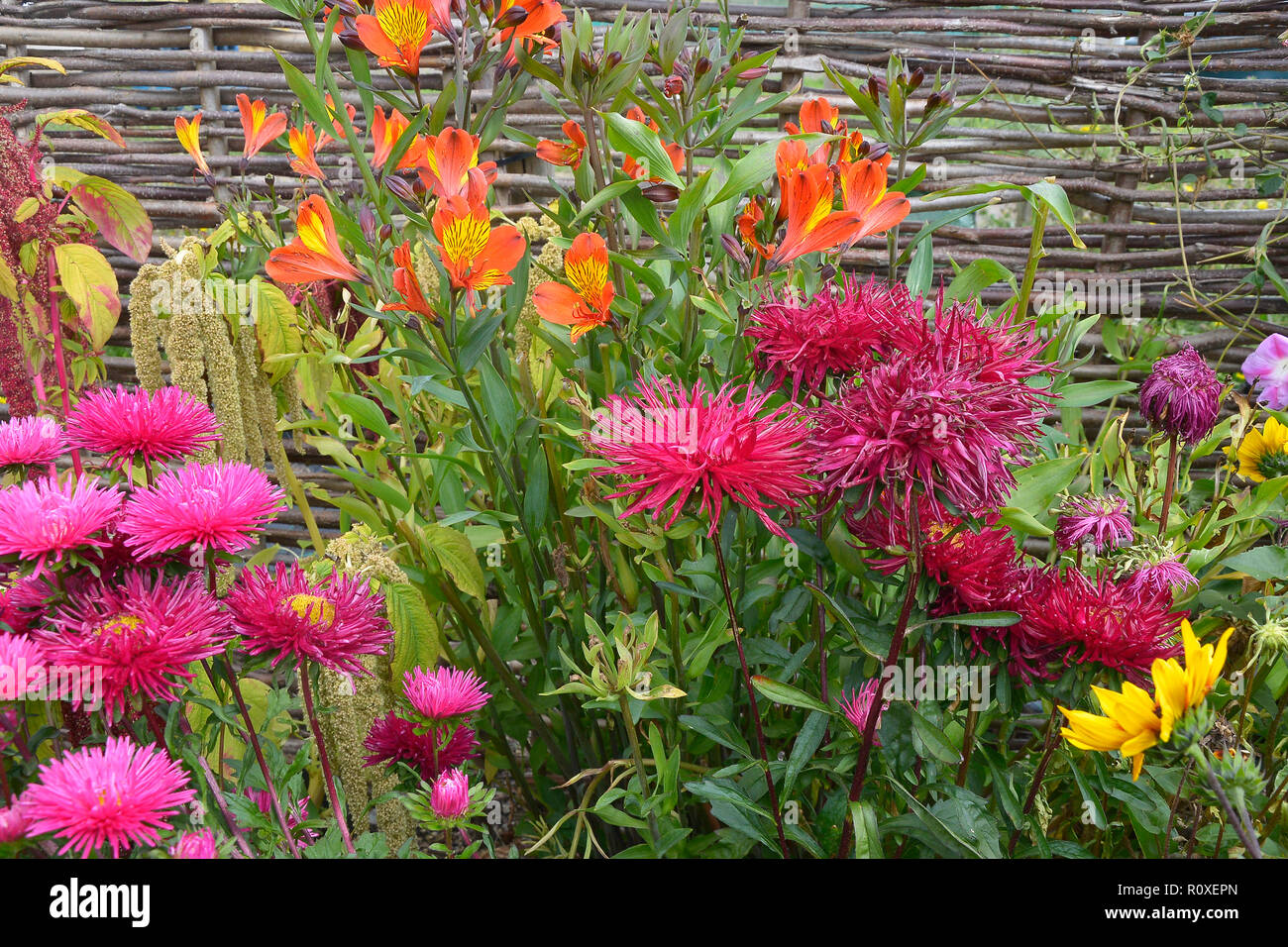 Colourful flower border with a close up of Callistephus chinensis 'Star Scarlet' and Alstromeria 'Indian Summer' Stock Photo