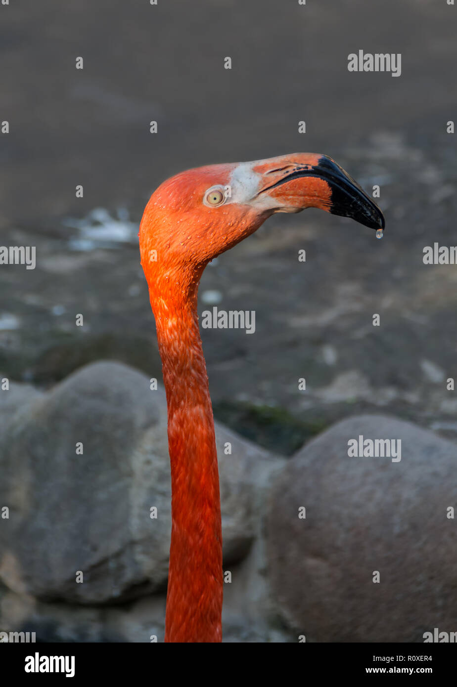 pink flamingo, portrait of red colored bird, large exotic bird, dark background. head closeup. Stock Photo