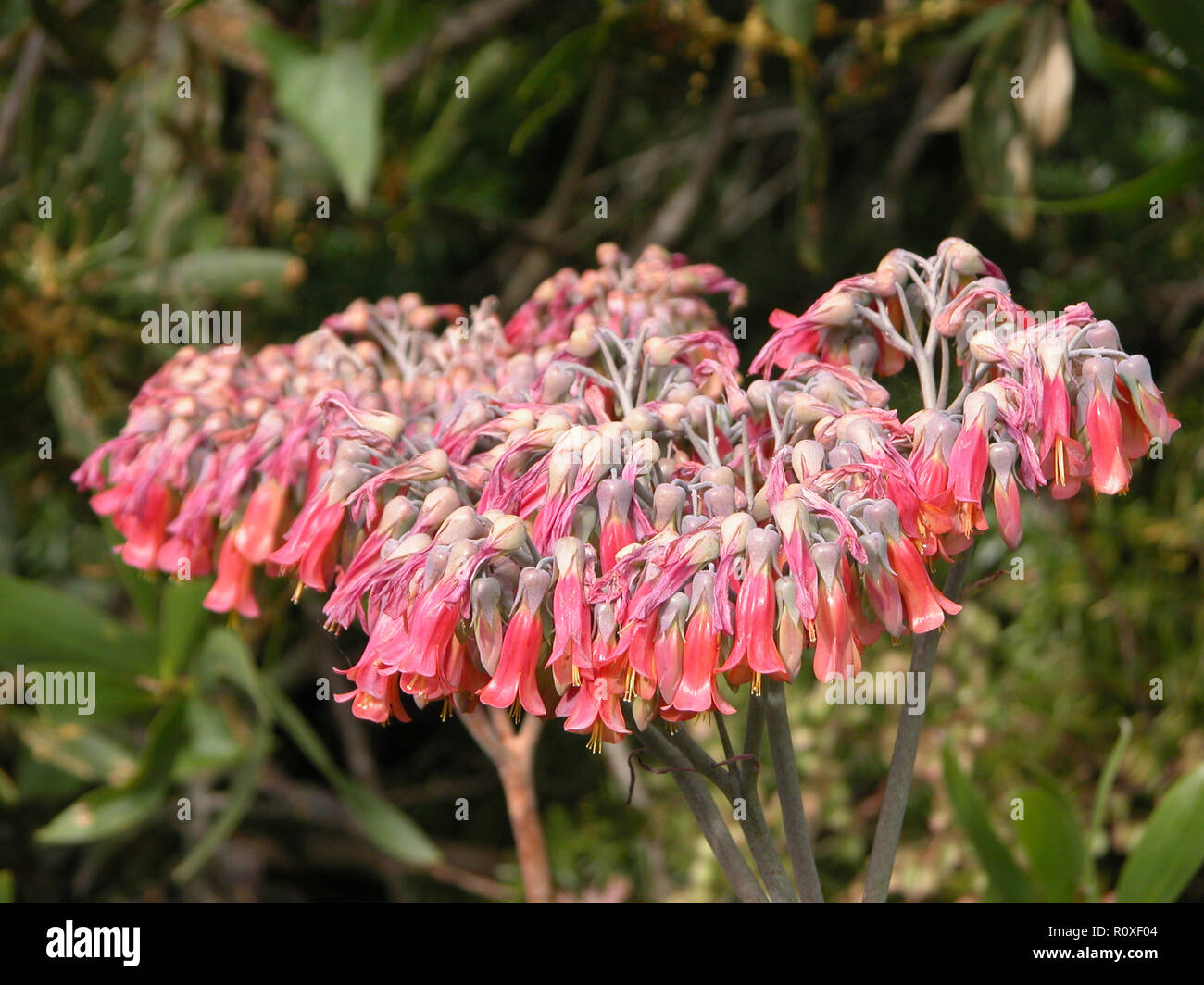 Resurrection Plant: 'Bryophyllum pinnatum', Sydney South Head, NSW, Australia Stock Photo