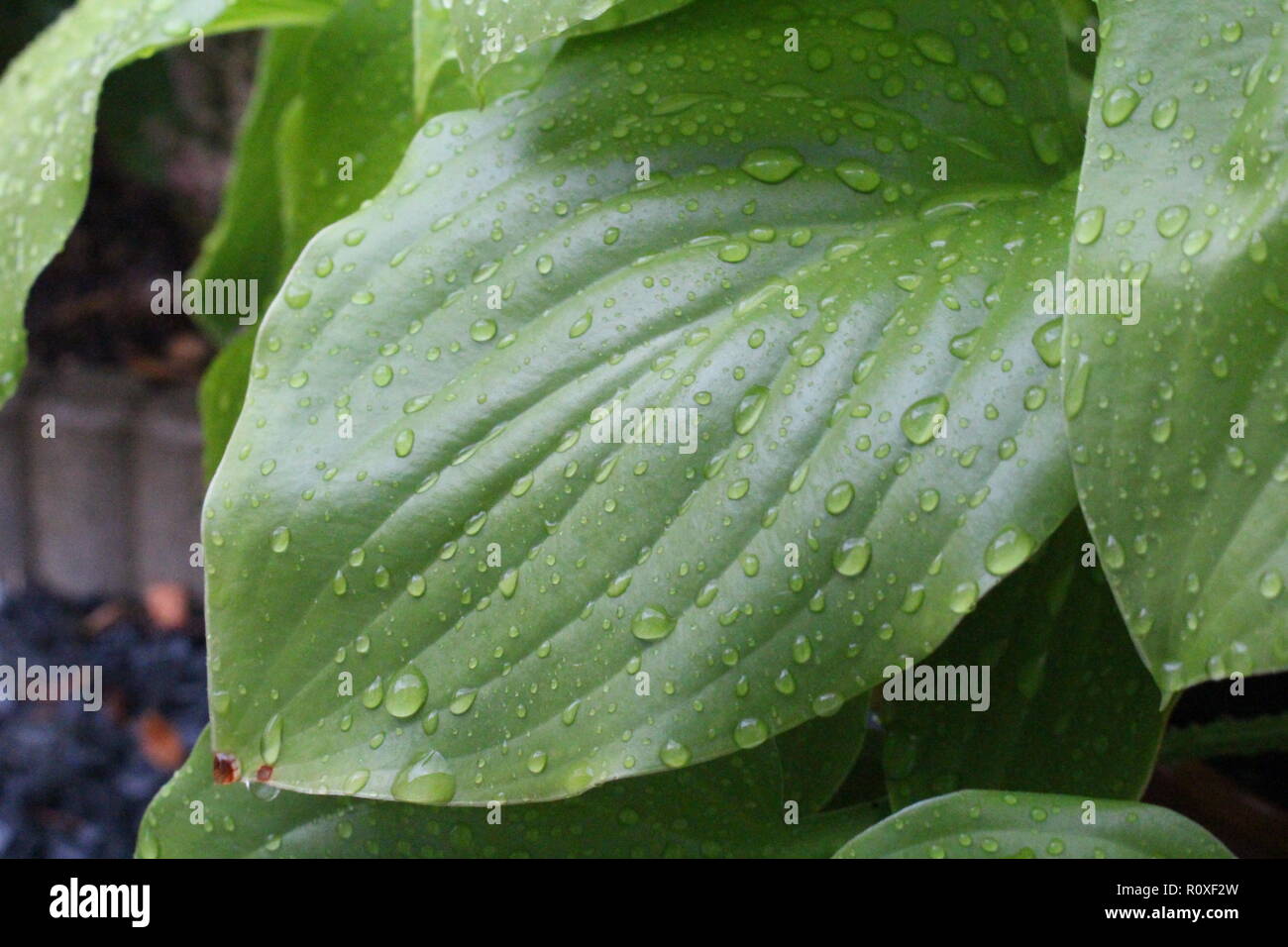 Green leaves of a plant with water droplets. Stock Photo