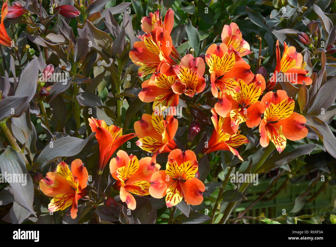 Colourful flower border with a close up of Alstromeria 'Indian Summer' Stock Photo