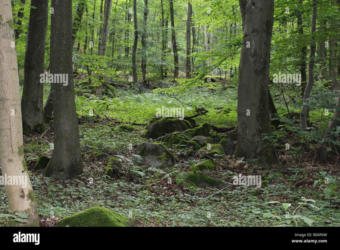 492 Moss Blanket Stock Photos - Free & Royalty-Free Stock Photos from  Dreamstime