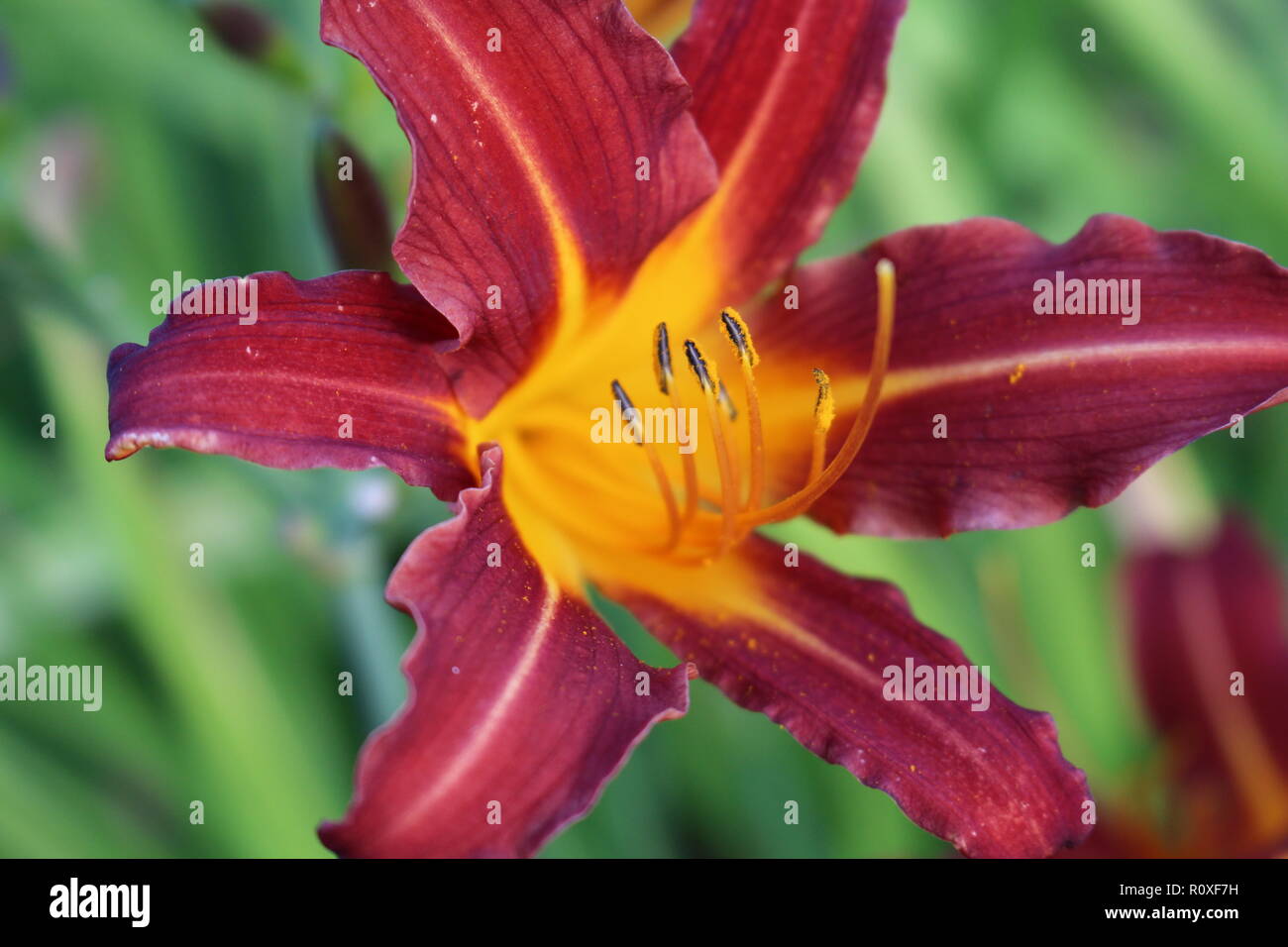 Red and yellow daylily. Stock Photo
